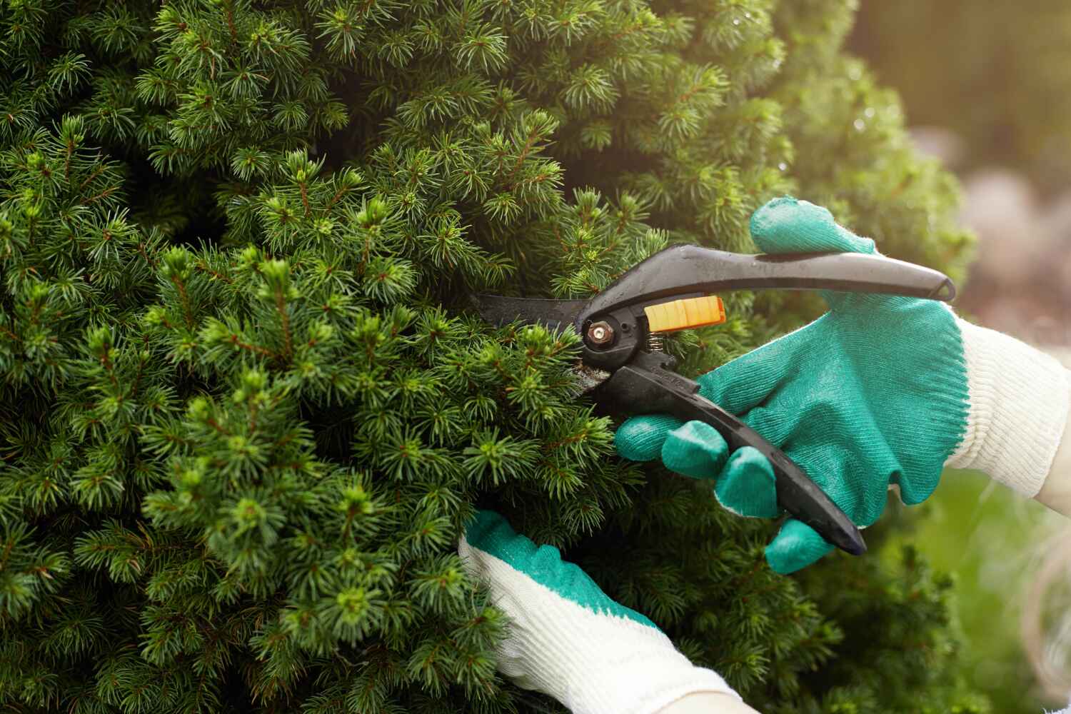 Best Local Tree Services  in Walnut Creek, NC